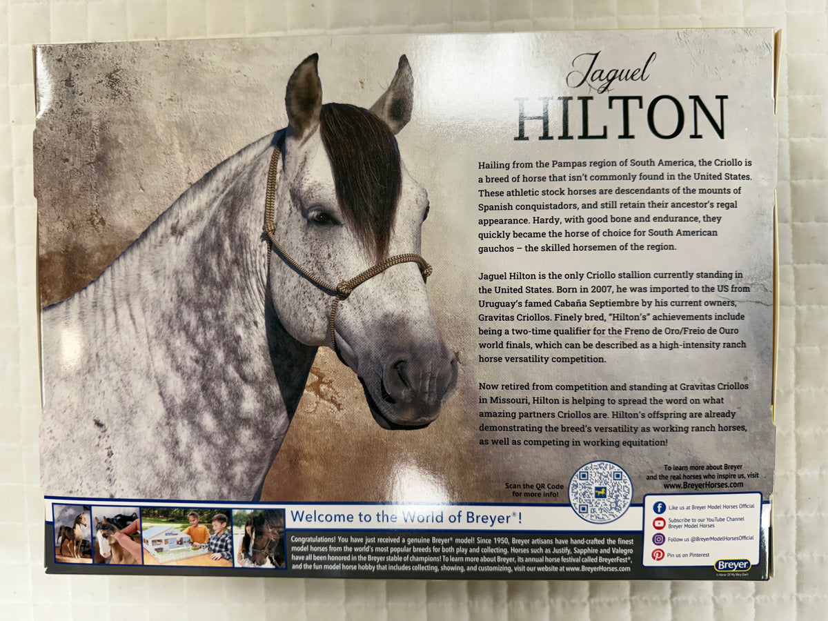 Jaguel Hilton Criollo Stallion