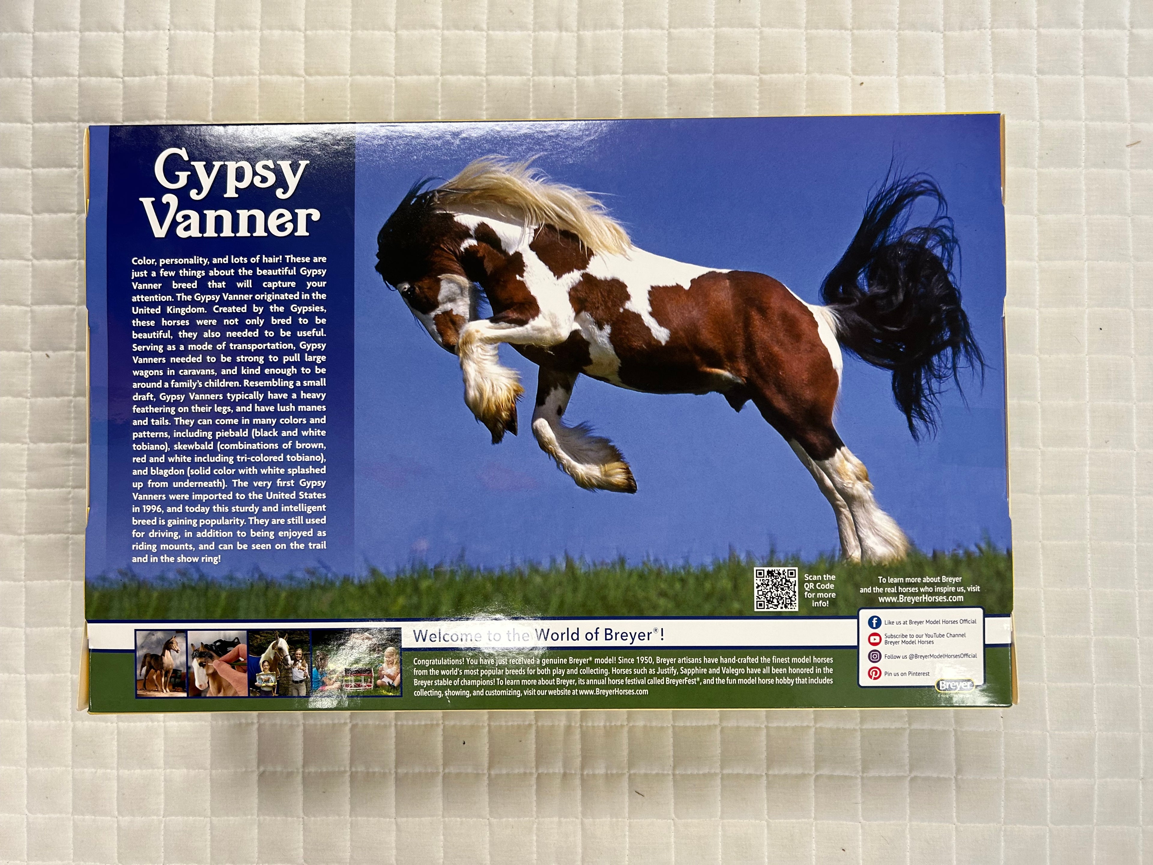 Gypsy Vanner