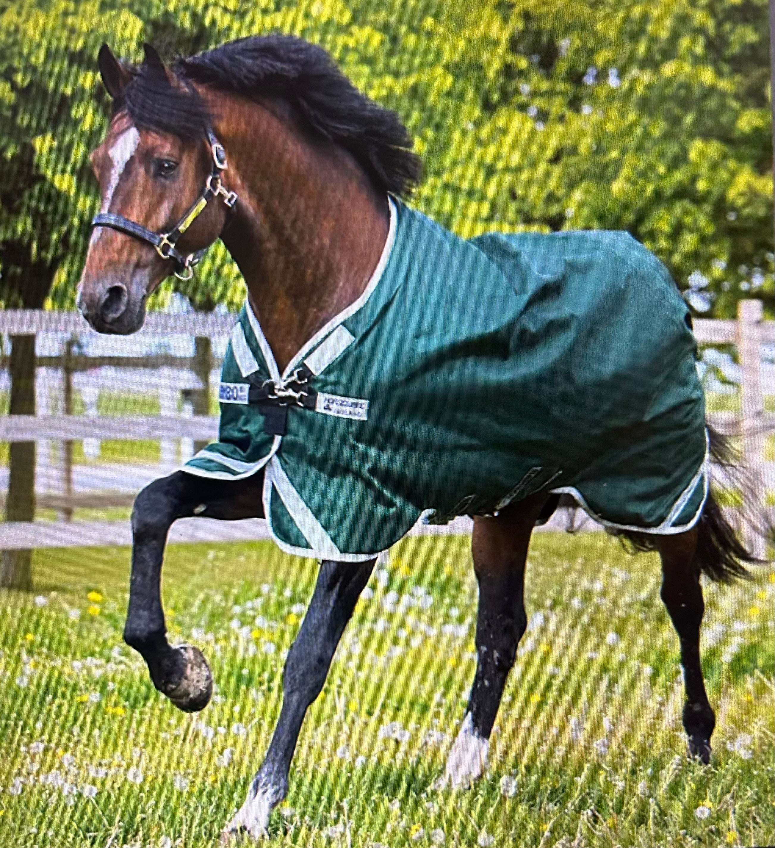 *SALE* Rambo Turn Out Sheet w Leg Arches