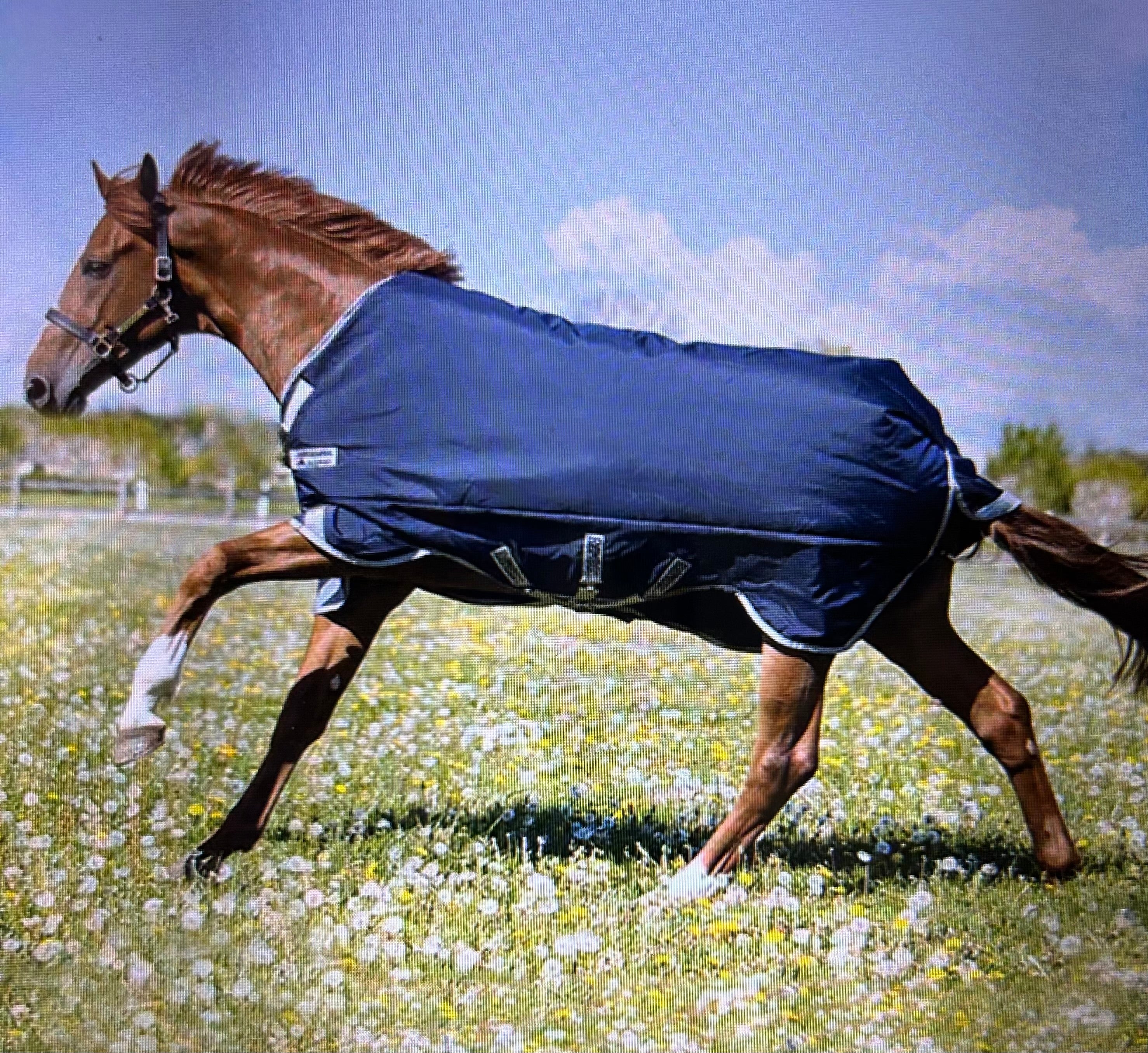 *SALE* Rambo Turn Out Medium w Leg Arches