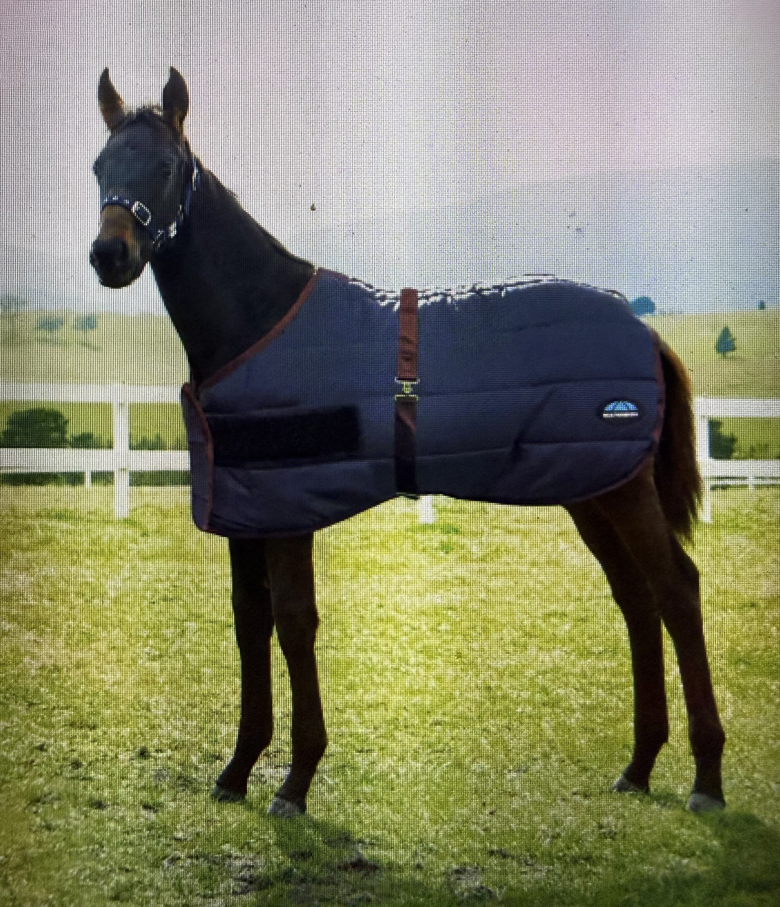 Weatherbeeta 420D Foal Expandable Blanket